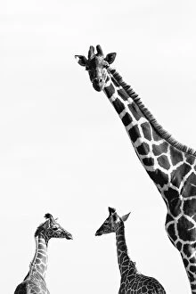 Images Dated 24th January 2013: Reticulated giraffes (Giraffa camelopardalis reticulata) black and white picture of group of three