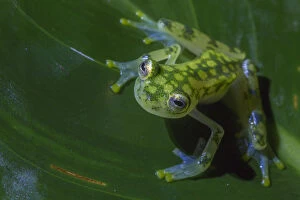 Amphibia Gallery: Reticulated glass frog (Hyalinobatrachium valerioi) La Selva Field Station, Costa Rica