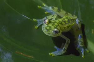 Centrolenidae Prints: Reticulated glass frog (Hyalinobatrachium valerioi) La Selva Field Station, Costa Rica