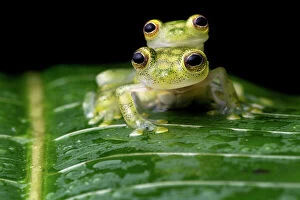 Reproduction Collection: Reticulated glass frogs (Hyalinobatrachium valerioi) pair in amplexus, Osa Peninsula, Costa Rica