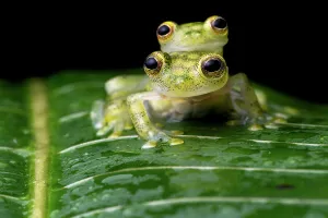 Reticulated glass frogs (Hyalinobatrachium valerioi) pair in amplexus, Osa Peninsula, Costa Rica
