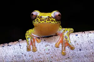 Yellow Collection: Reticulated tree frog (Dendropsophus reticulatus) portrait, Loreto, Peru