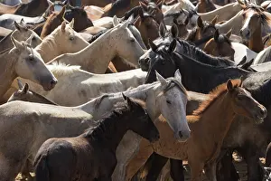 Feral Mammal Prints: Retuerta hare mares and colts being herded during La Saca de Las Yeguas