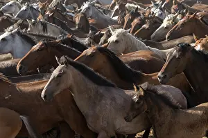 Feral Mammal Prints: Retuerta horse mares and colts being herded during La Saca de Las Yeguas