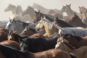 Feral Mammal Prints: Retuerta horse mares and colts being herded during La Saca de Las Yeguas