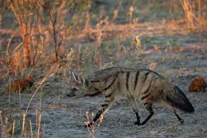 Walking Prints: RF - Aardwolf (Proteles cristatus) portrait