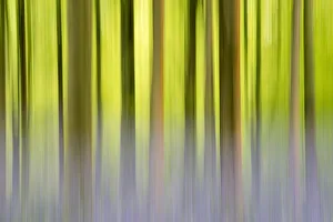 Hyacinthoides Prints: RF- Abstract of Bluebells (Hyacinthoides non-scripta) among beech trees (Fagus sylvatica)