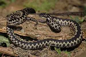 Squamata Prints: RF - Two Adder (Vipera berus) males