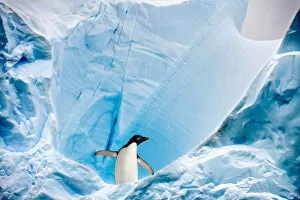 2020 Christmas Highlights Gallery: RF - Adelie penguin (Pygoscelis adeliae) on blue ice berg
