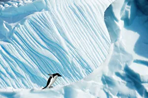 Temperature Gallery: RF- Adelie Penguin (Pygoscelis adeliae) on iceberg. Yalour Islands, Antarctic Peninsula, Antarctica