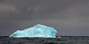 Iceberg Prints: RF - Adelie penguins (Pygoscelis adeliae) on blue ice berg