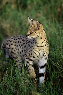 RF- Adult male Serval (Felis serval) stalking prey in long grass. Serengeti National Park, Tanzania