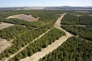 Images Dated 1st May 2012: RF- Aerial view of blocks of forestry plantation planted on blanket bog. Forsinard