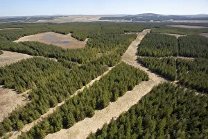 Horizon Prints: RF- Aerial view of blocks of forestry plantation planted on blanket bog. Forsinard