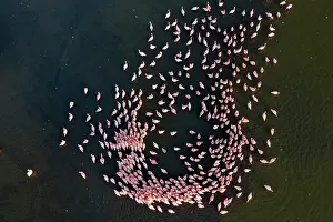 Phoenicopteridae Prints: RF - Aerial view of group of Lesser flamingo (Phoeniconaias minor) males in courstship display at dawn
