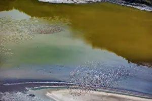 Phoenicopteridae Prints: RF - Aerial view of Lesser flamingos (Phoeniconaias minor) flock in flight over Lake Magadi