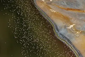 Lake Magadi Prints: RF - Aerial view of Lesser flamingos (Phoeniconaias minor) flock in flight over Lake Magadi