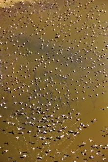 Phoenicopteridae Prints: RF - Aerial view of Lesser flamingos (Phoeniconaias minor) flock on Lake Magadi