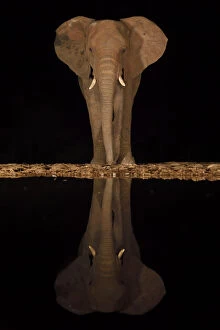 Loxodonta Africana Gallery: RF - African bush elephant, (Loxodonta africana) at night, reflected in waterhole
