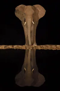 Symmetry Prints: RF - African bush elephant, (Loxodonta africana) at night, reflected in waterhole
