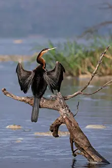 Thermoregulation Prints: RF - African darter (Anhinga rufa) perched on dead tree branch in river