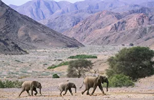 RF- African elephant family (Loxodonta africana) crossing desert landscape. Namibia, Kaokoland
