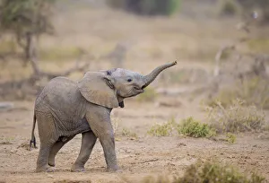 Baby Animal Prints: RF - African elephant (Loxodonta africana) calf walking with trunk raised