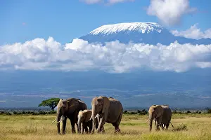 Tanzania Prints: RF - African elephant (Loxodonta africana) family walking across the savanna with Mount Kilimanjaro in background