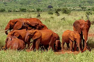 Kenya Prints: RF - African elephant (Loxodonta africana) herd taking a mud bath in the red soil