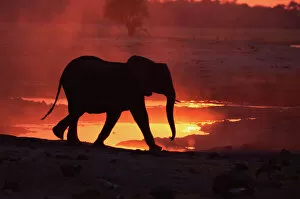 Threatened Gallery: RF- African elephant (Loxodonta africana) at sunset. Chobe National Park, Botswana