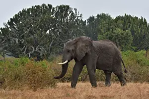 Uganda Prints: RF - African elephant (Loxodonta africana) walking through bushland