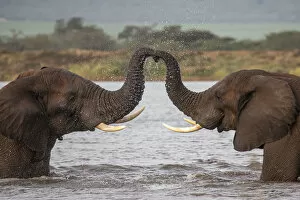 2020 January Highlights Collection: RF - African elephants (Loxodonta africana) in water, trunks touching, Zimanga game reserve