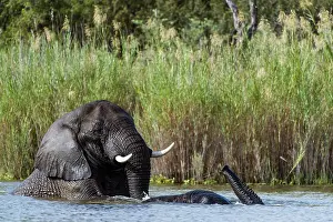 Marakele Np Prints: RF - Two African elephants (Loxodonta africana) bathing in river
