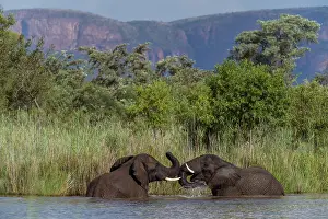 Elephant Trunk Prints: RF - Two African elephants (Loxodonta africana) drinking and bathing in river