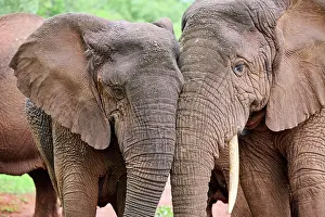 Elephant Prints: RF - Two African elephants (Loxodonta africana) female