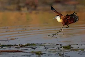 Jesus Bird Prints: RF - African jacana (Actophilornis africanus) landing in water