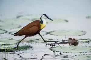 Private Reserve Prints: RF - African jacana (Actophilornis africanus) striding over lilypads on pond