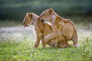 Play Prints: RF - African Lion cubs (Panthera leo) playing - age 4 months, Big Marsh, near Ndutu