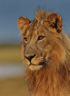 Animal Ears Gallery: RF- African Lion (Panthera leo) young male at sunrise, Etosha National Park, Namibia