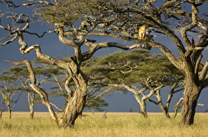 2020 October Highlights Collection: RF - African lioness (Panthera leo) using Umbrella acacia tree (Acacia tortillis