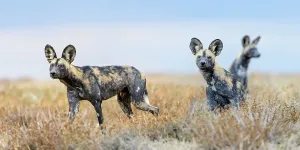 Panorama Prints: RF - African painted dogs (Lycaon pictus) outside den