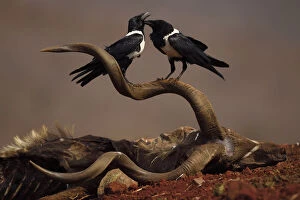 RF - African Pied Crow (Corvus albus) two perched on carcass of a Greater Kudu, (Tragelaphus)