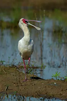 Threskiornithidae Prints: RF - African spoonbill (Platalea alba) feeding along water's edge