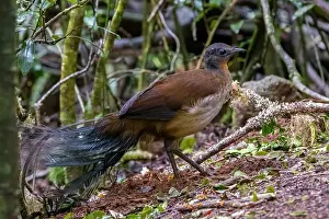 Tail Feather Prints: RF - Albert's lyrebird (Menura alberti) male