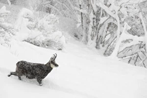 Bad Weather Gallery: RF- Alpine chamois (Rupicapra rupicapra) in winter landscape during heavy snowfall