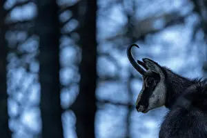 Italy Prints: RF - Alpine chamois (Rupicapra rupicapra) portrait