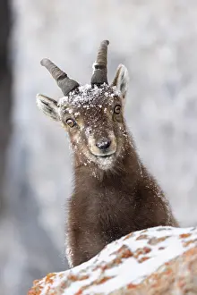 Goat Prints: RF - Alpine ibex (Capra ibex) female