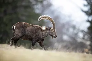 Bovidae Prints: RF - Alpine ibex (Capra ibex) male