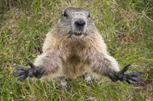 Marmota Prints: RF- Alpine marmot (Marmota marmota) reaching upwards, Hohe Tauern National Park, Austria