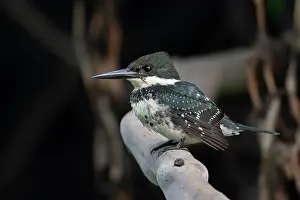 Wetland Prints: RF - Amazon kingfisher (Chloroceryle amazona) female